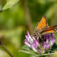 Small Skipper